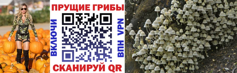 нарко площадка официальный сайт Кремёнки Галлюциногенные грибы Psilocybine cubensis OMG рабочий сайт